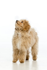 Maltipoo puppy on white background