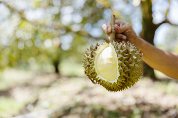 A bright hand holds a freshly opened durian while surrounded by a lush garden, highlighting the...