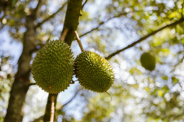 Two ripe durians hang from a tree branch under the warm sun, surrounded by a blurred background of lush foliage creating a vibrant tropical atmosphere for nature lovers.
