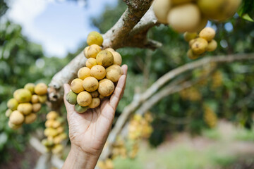 In a lush green setting, a hand holds a cluster of golden-yellow fruits, embodying the beauty of...