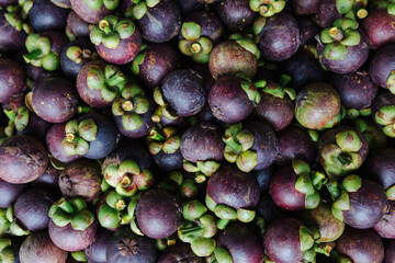 A vibrant display of rich mangosteen fruits stacked closely, showcasing their deep purple skins and bright green tops, inviting exploration of their juicy sweetness and unique flavor.