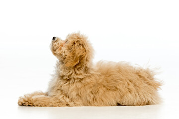 Maltipoo puppy on white background