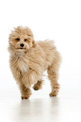 Maltipoo puppy on white background