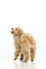 Maltipoo puppy on white background