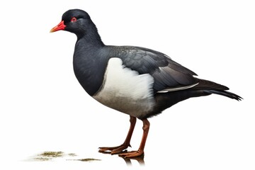 Naklejka premium Striking Red billed Teal vibrant plumage isolated on white background Detailed profile view of this