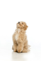 Maltipoo puppy on white background