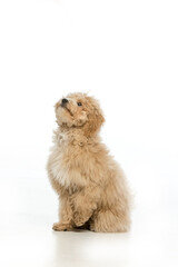 Maltipoo puppy on white background