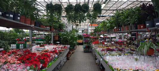 Colorful flowers and green plants in pots on display at a garden center or flower shop. Various...