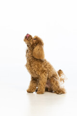Maltipoo puppy on white background