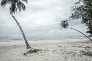 Coconut tree on a tropical island with beautiful beach. Nature background.