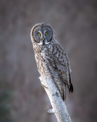 Great Gray Owl roosting