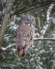 Great Gray Owl roosting