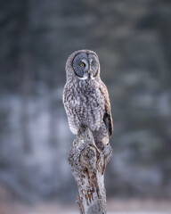 Great Gray Owl roosting