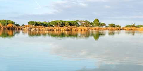 Fototapeta premium Calm morning view of Canet-en-Roussillon lagoon with still water, golden reeds, and pine trees reflecting under a cloudy sky in southern France.