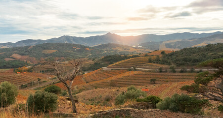 Sunset over terraced vineyards in the Languedoc-Roussillon region of southern France, showcasing rolling hills, autumn-colored vines, olive trees. Languedoc-Roussillon wines.