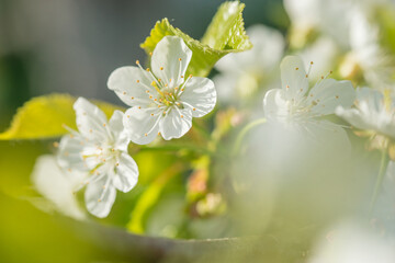 Beautiful cherry blossoms luxuriantly in the garden in spring