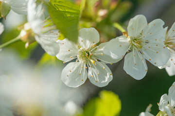 Beautiful cherry blossoms luxuriantly in the garden in spring