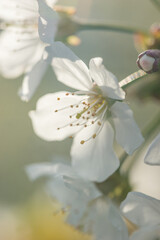 Beautiful cherry blossoms luxuriantly in the garden in spring