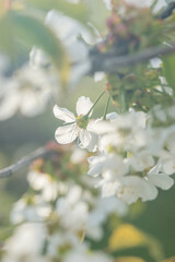 Beautiful cherry blossoms luxuriantly in the garden in spring