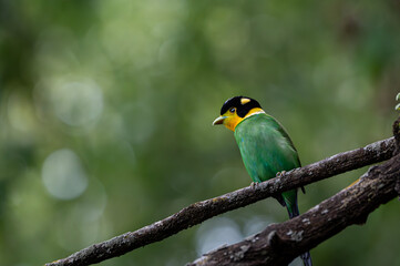 The colorful bird sitting on a branch and waiting for its mate 