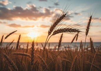 Golden wheat field basks in warm sunset light. AI Generated