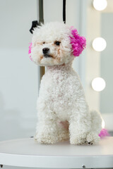 A Bichon Frise dog sits on a table in a grooming salon.