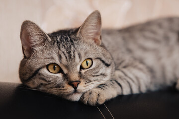 The black and white striped cat is resting and looking away.