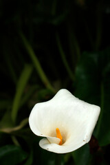 White lily flower