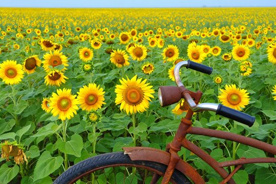 A rusty vintage bicycle rests among golden sunflowers under a vast blue sky. The contrast between aged metal and vibrant blooms evokes nostalgia, serenity, and nature&rsquo;s resilience.