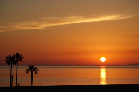 A golden sunset glows over a tranquil ocean, palm trees swaying in silhouette. The sky transitions from deep orange to soft yellow, reflecting on the water. A serene, picturesque moment.