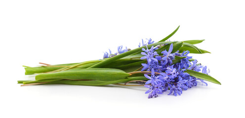 Naklejka premium Bouquet of blue snowdrops.