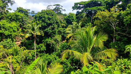 Obraz premium Lush tropical rainforest vegetation, with vibrant green foliage and diverse plant life, representing El Salvador's rich biodiversity.