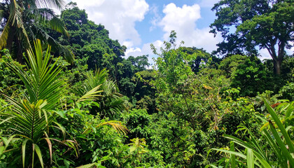 Fototapeta premium Lush tropical rainforest vegetation, with vibrant green foliage and diverse plant life, representing El Salvador's rich biodiversity.