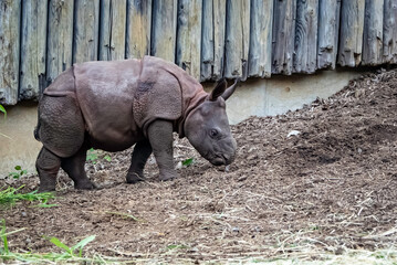 インドサイの子ども