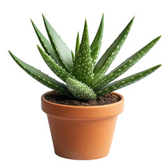 Fototapeta premium aloe vera plant in a pot isolated on transparent background
