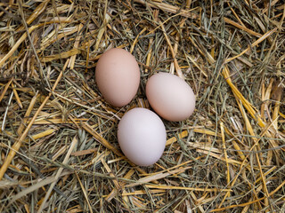 Three brown eggs sitting on top of a pile of hay
