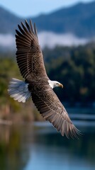 Fototapeta premium Majestic bald eagle soaring above a serene lake (1)