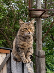 A cat sits on a concrete fence against a lilac
