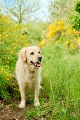 Perro Golden Retriever entre flores amarillas en un campo verde. 