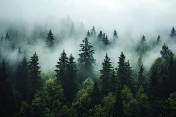 Misty Mountain Forest Canopy