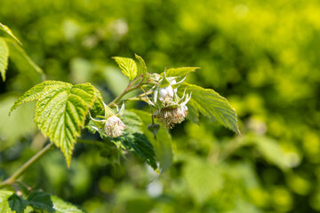 A close-up of raspberry leaves, recognizable by their texture, serrated edges, and bright green color. This plant is commonly grown for its delicious fruit and adds beauty to gardens and farms.
