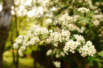 Flores blancas de un árbol 