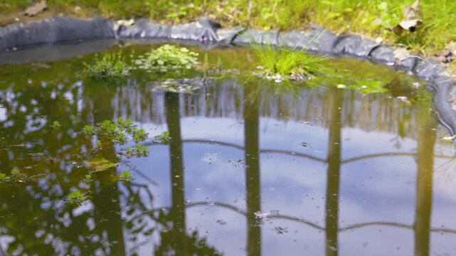 A swarm of mosquitoes over a pond
