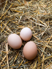 Three brown eggs sitting on top of a pile of hay