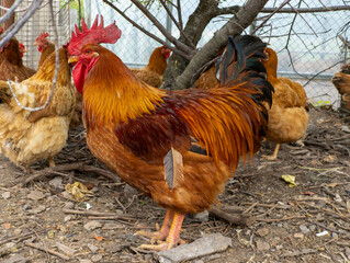 Rooster with chicken standing next to each other under a tree