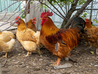 Rooster with chicken standing next to each other under a tree