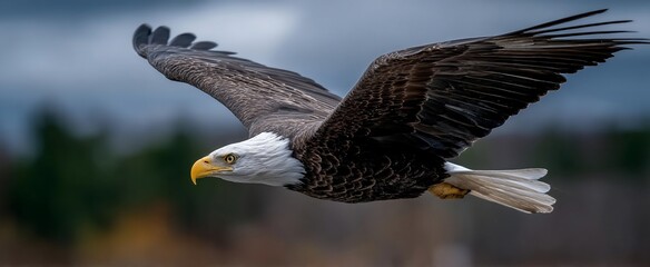 Obraz premium Majestic Bald Eagle in Flight (1)