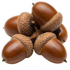 Group of acorns arranged naturally with visible textures and stems, isolated on transparent background for seasonal decorations, forest themes, or organic concepts. © Thatchakon