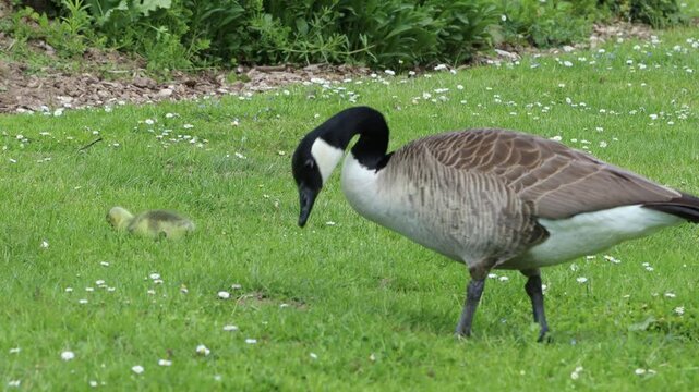 Kanadagans (Branta canadensis) mit K&uuml;ken