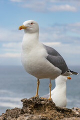 Obraz premium Beautiful view of the coast of Biarritz in a stormy day (French Basque Country)